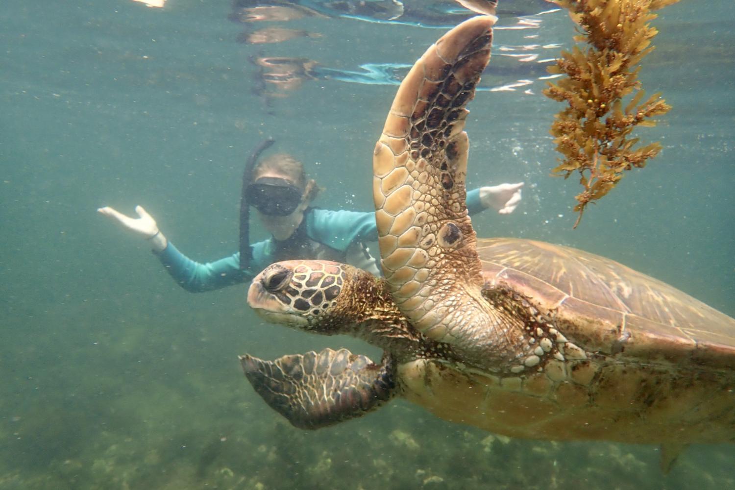 一名<a href='http://cfsf.ngskmc-eis.net'>bv伟德ios下载</a>学生在Galápagos群岛游学途中与一只巨龟游泳.